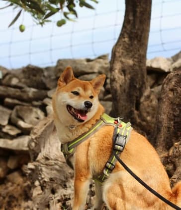 Suki01